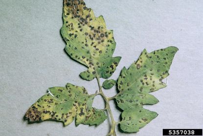 Septoria Leaf Canker Spots On Tomato Plant Leaves
