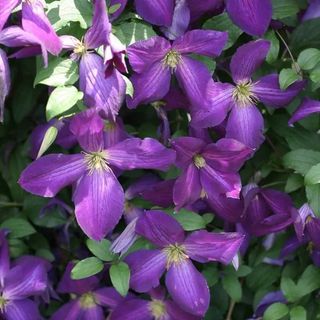 Purple blooms of the Jackman Superba Clematis