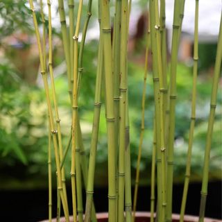 Bamboo