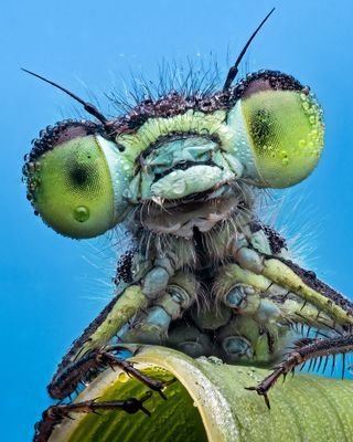 Specially commended in the 'portraits category is Pete Burford with his photo of a damselfly