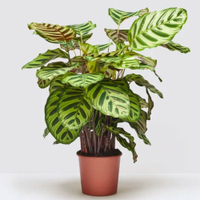 Calathea Makoyana plant 60-70cm: £28 at Patch Plants&nbsp;