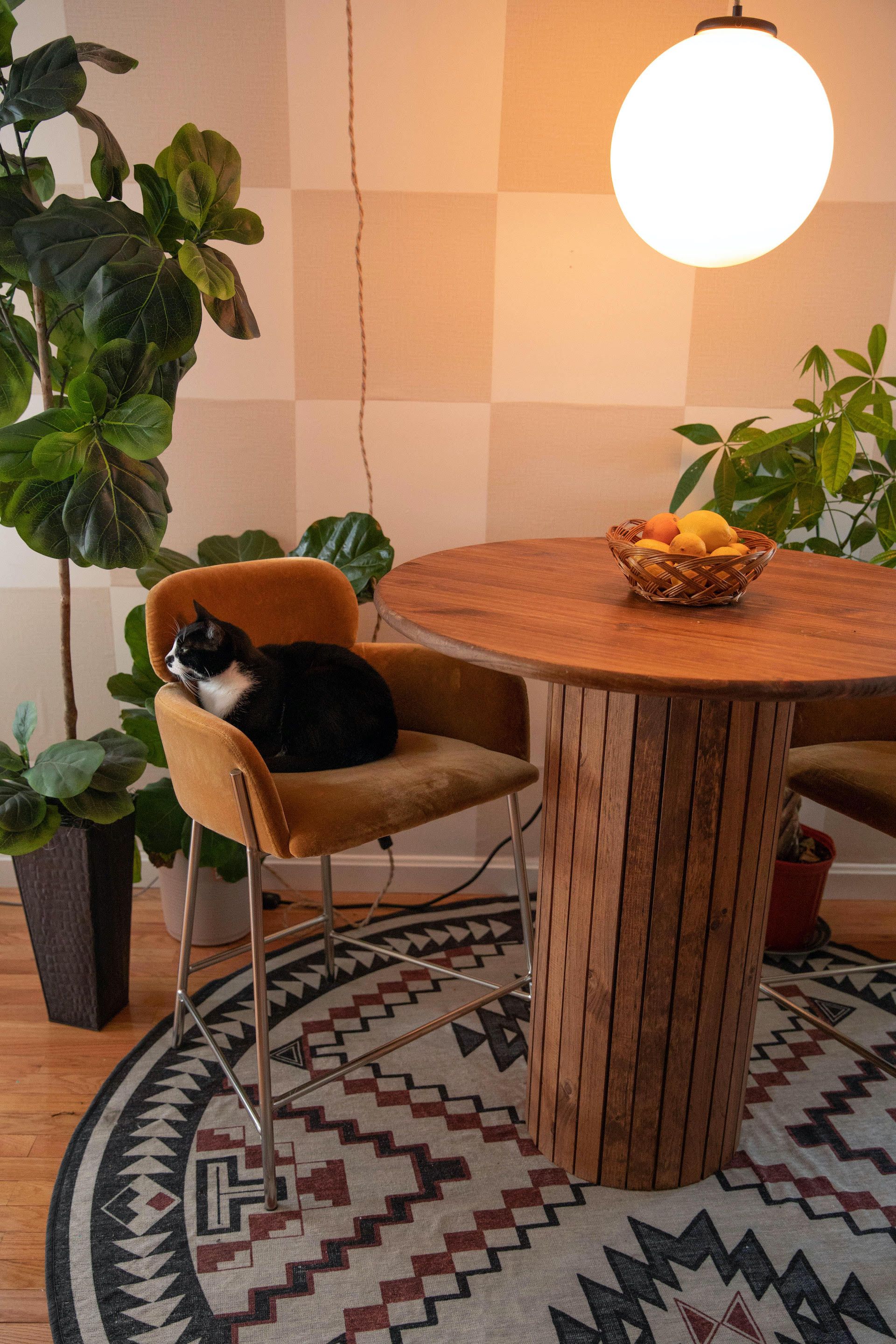 Dinding kotak-kotak oranye di belakang meja, lampu, banyak tanaman hijau, dan kucing!
