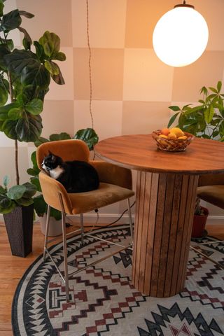 checkerboard walls in orange behind a table, lamp, greenery and a cat!