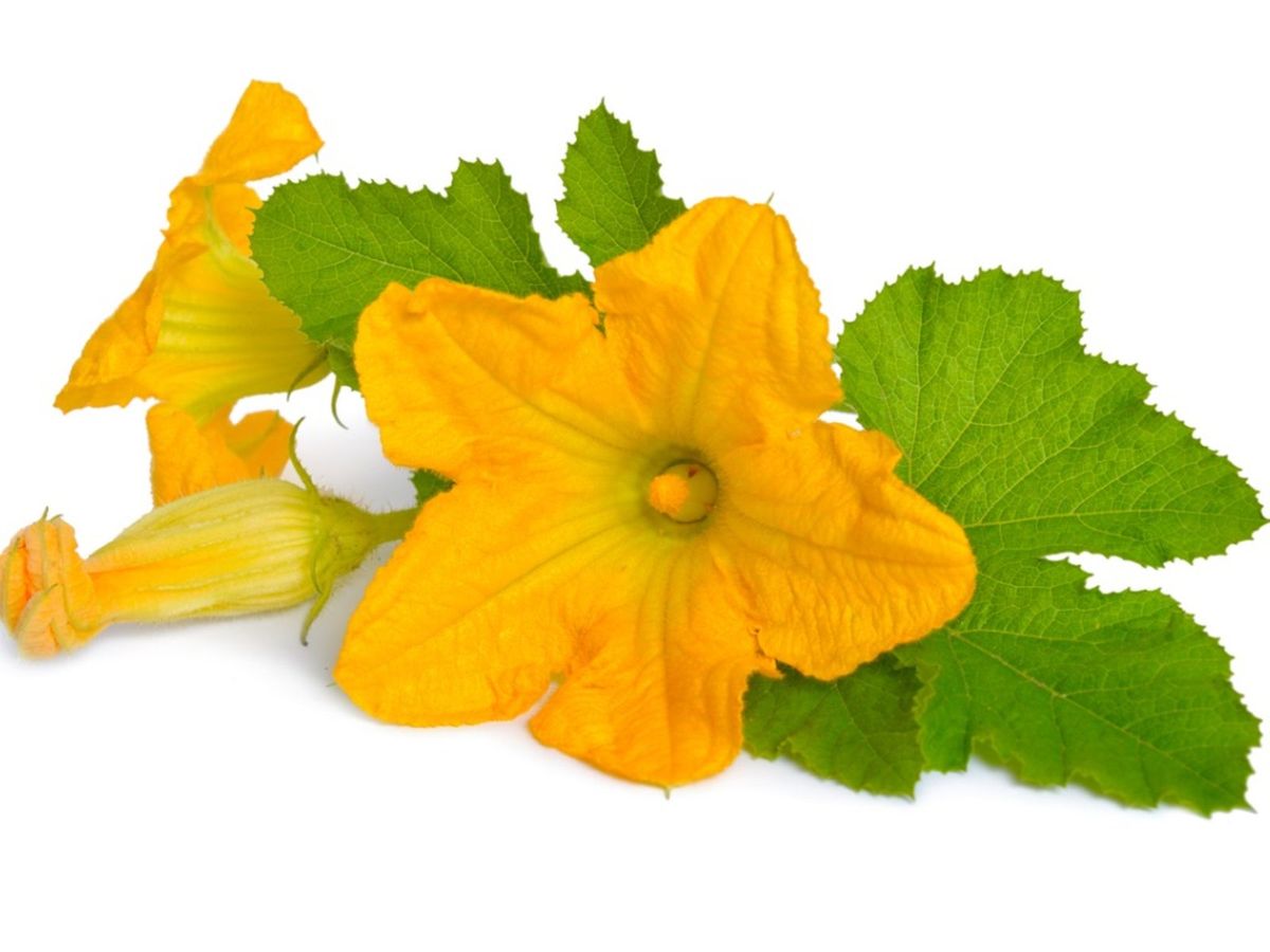 Learn Why Zucchini Blossoms Fall Off Plants Gardening Know How