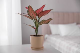 colorful potted Aglaonenm houseplant