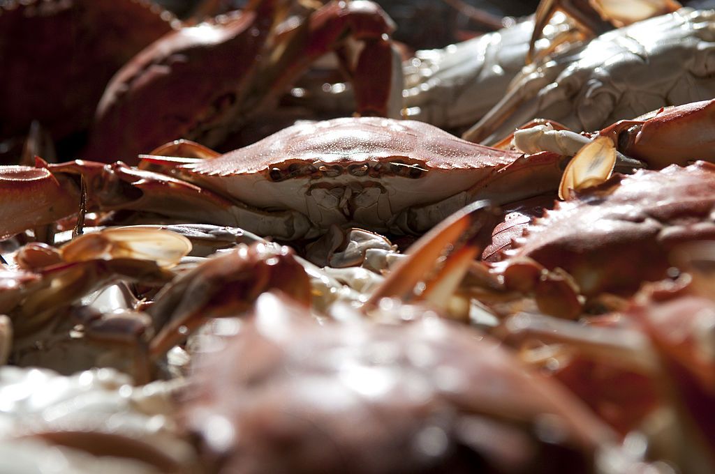 Maryland blue crabs. 