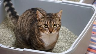 Cat in litter box using one of several types of cat litter