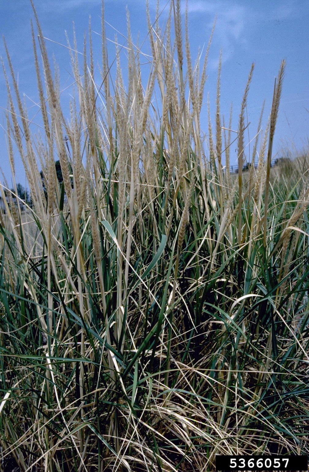 White Fountain Grass