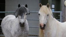 Image shows two grey ponies looking at the camera