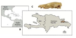 Researchers found the skeletal remains of a Nesophontes in an owl pellet from the Dominican Republic.