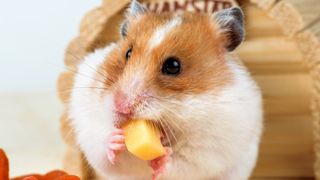 Hamster eating chunk of cheese