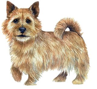 Norwich terrier