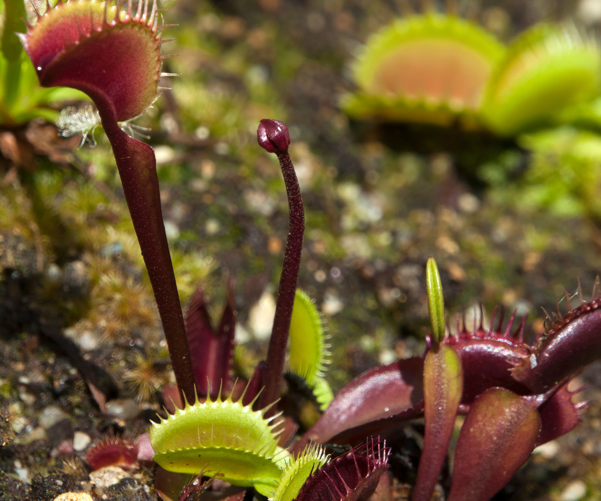 Springtime in the carnivorous garden Sydney, Australia