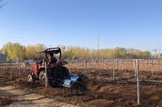 Changyu Moser XV vineyard, bury vines