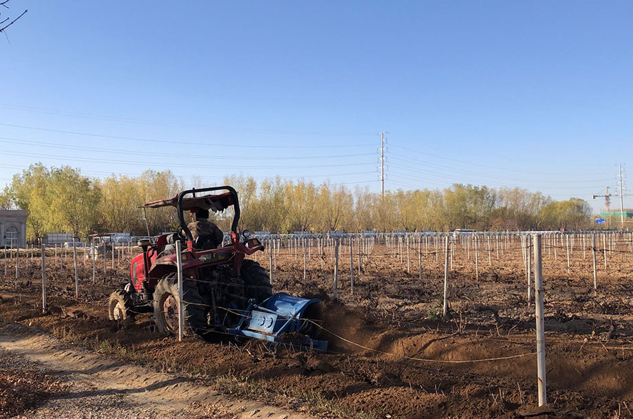Changyu Moser XV vineyard, bury vines