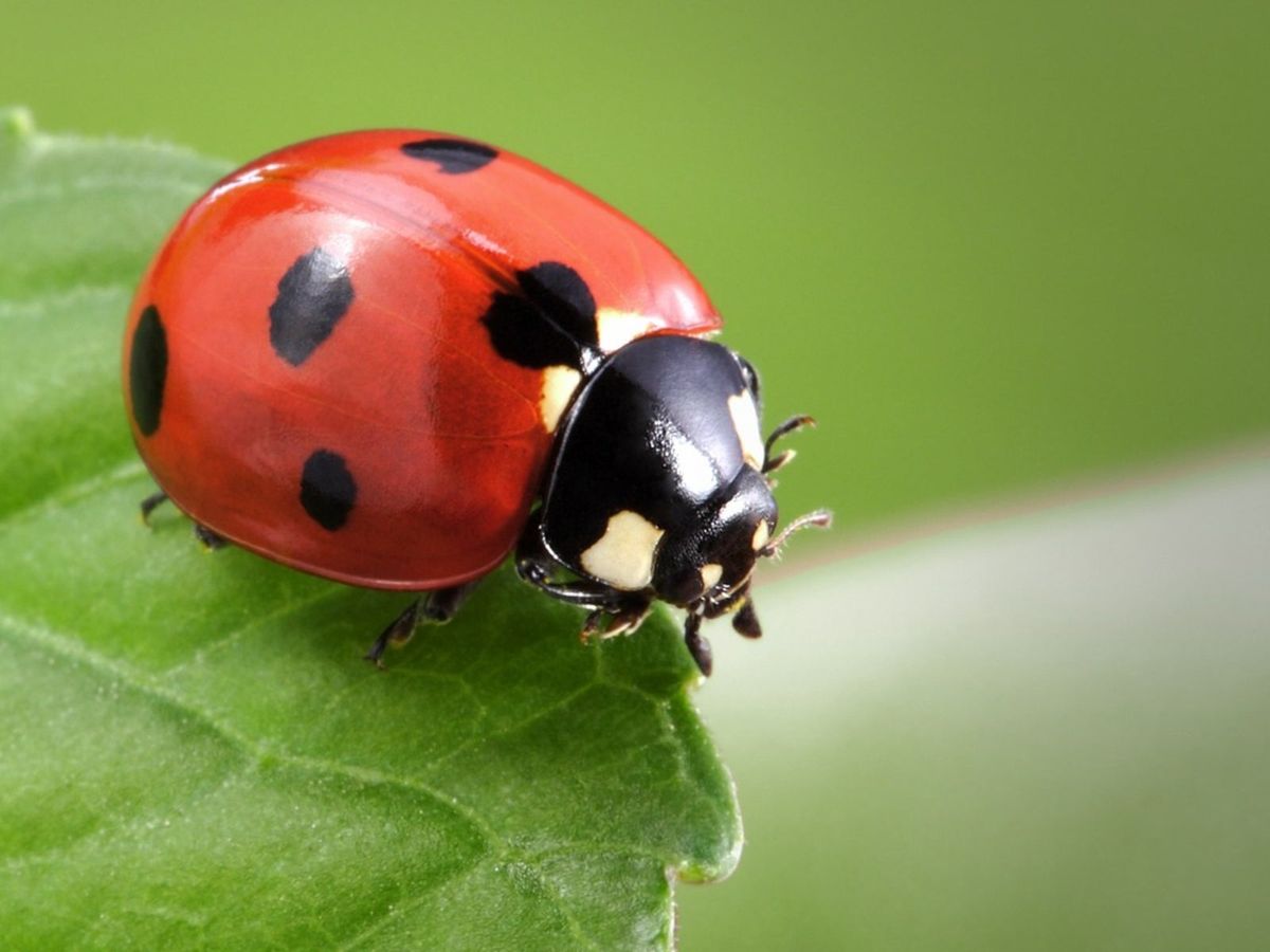 Is Neem Oil Safe For Ladybugs Using