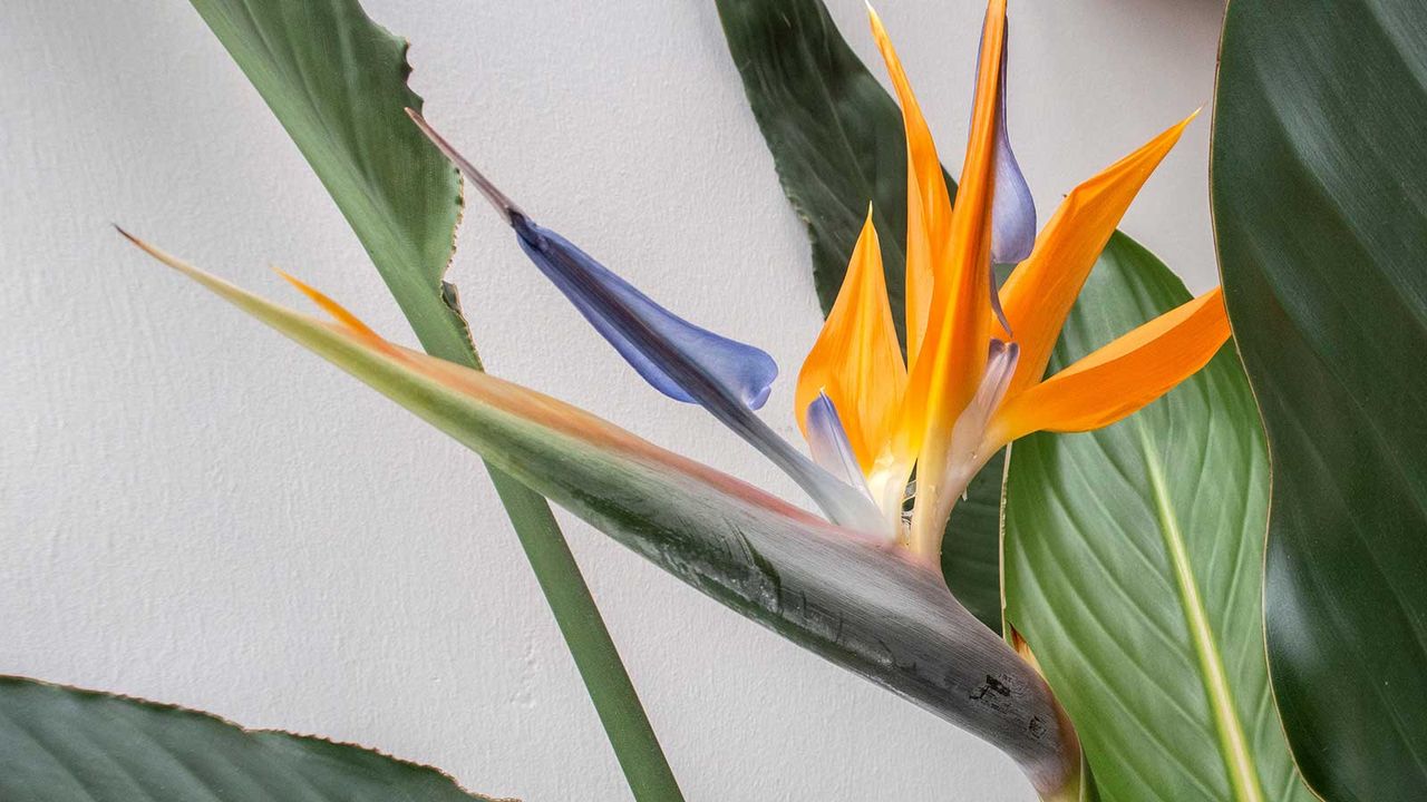 bird of paradise flower