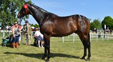 Royal Windsor RoR in-hand