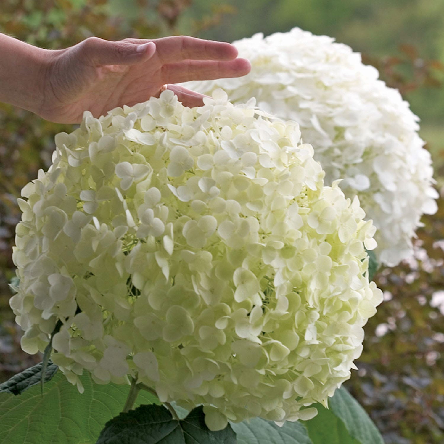 Hydrangea Incrediball