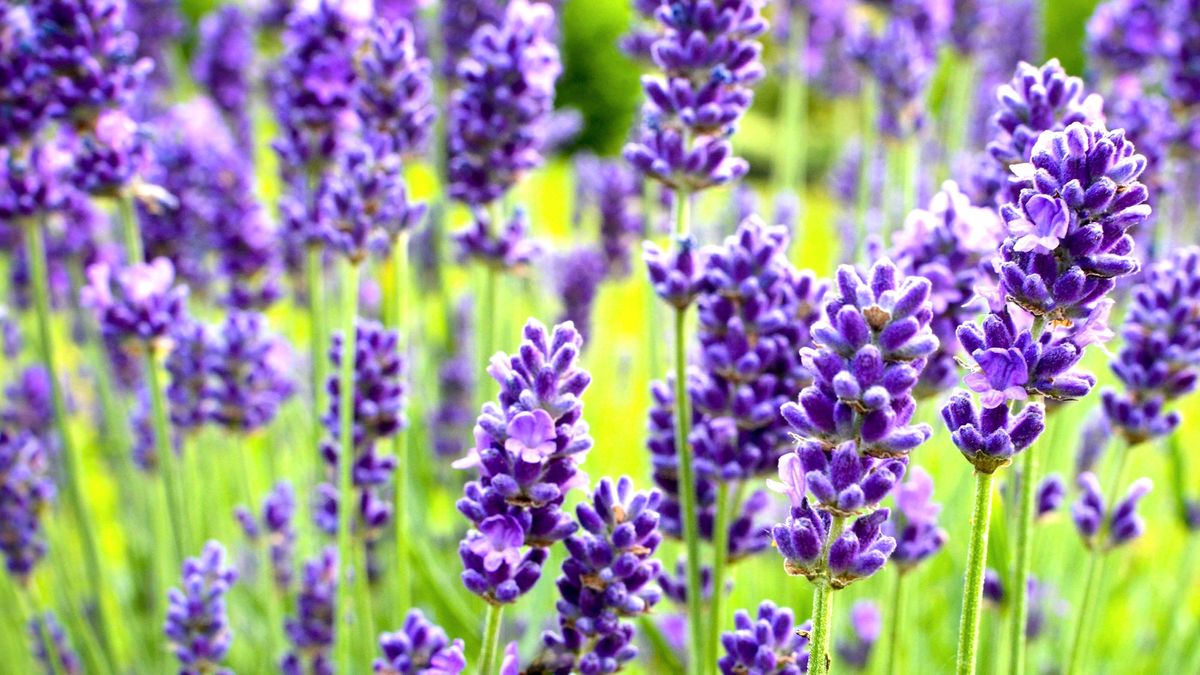 What to Do with Your Lavender in July Heatwaves to Extend the Blooming Season for As Long as Possible