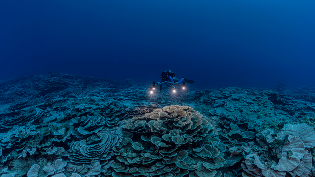 Immense récif « pur » de coraux géants en forme de rose découvert de manière inhabituelle au large de Tahiti