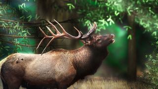 deer in forest with light shining on it