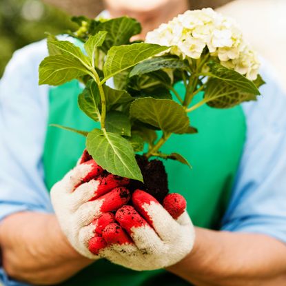 Woman holding hydrangea for transplanting