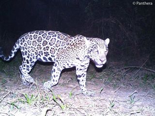 The same male jaguar walking past Panthera’s camera trap in a Colombian oil palm plantation.