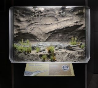 Crocs Indian gharial