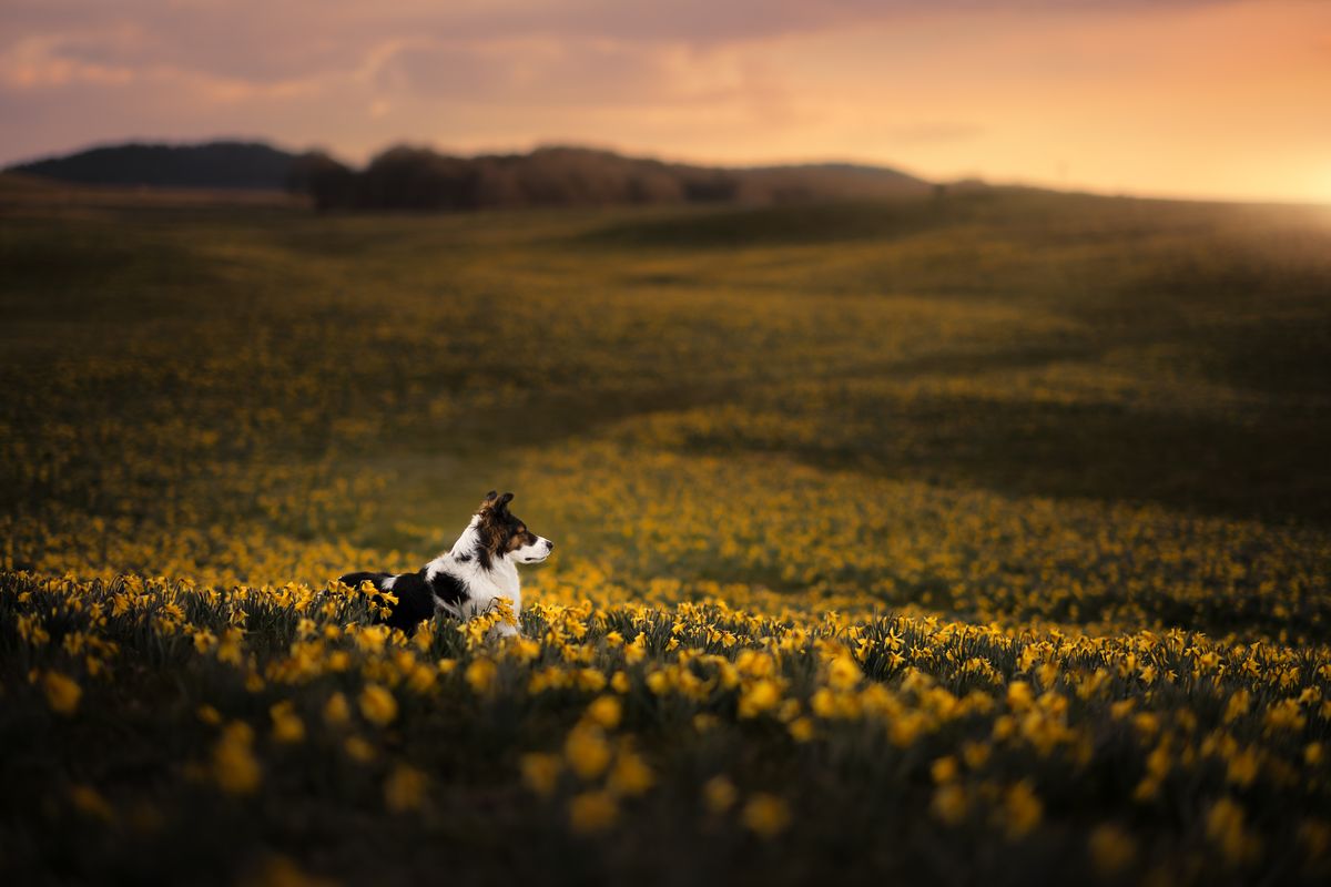 dog in a field pet portrait photography