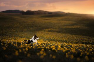 dog in a field pet portrait photography
