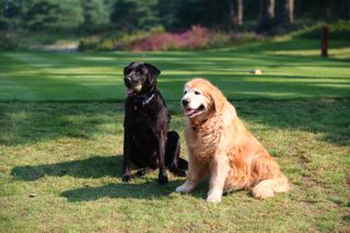 Golfing cliches to be handed a dog licence