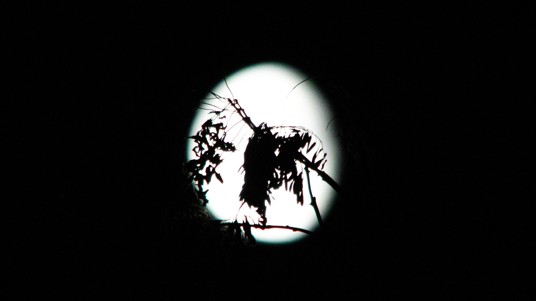 An in-focus silhouette of a branch with leaves against a waning gibbous moon.