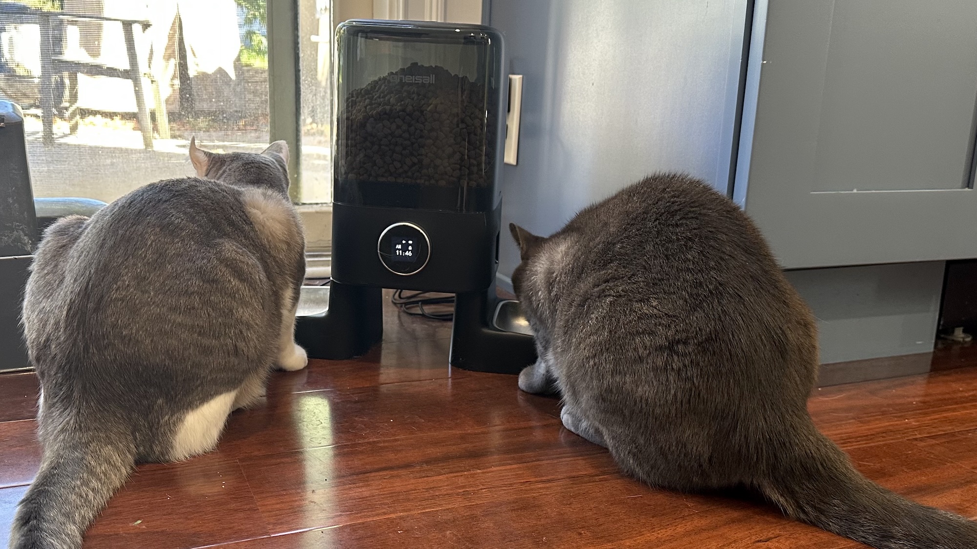 OneIsAll dual bowl cat feeder
