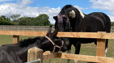 Frank_credit-The-Horse-Trust-3.png
