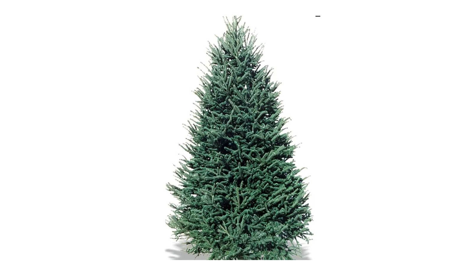 The best real Christmas trees 2021—which variety to buy Woman & Home