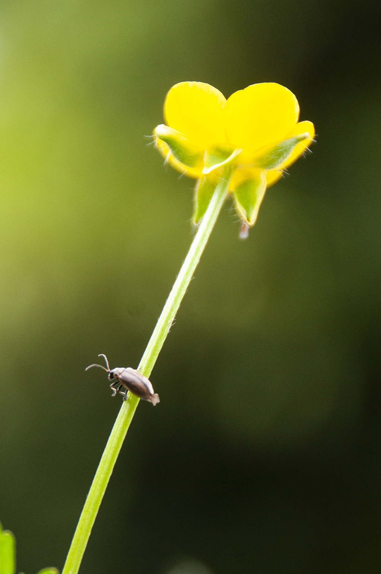 Insect on a stem of a flower