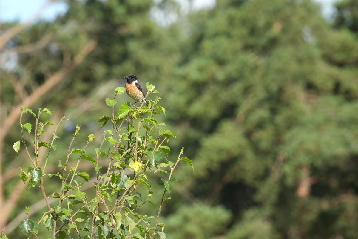 Sony RX10 V bridge camera sample gallery, a stonechat perched on a branch in a nature reserve