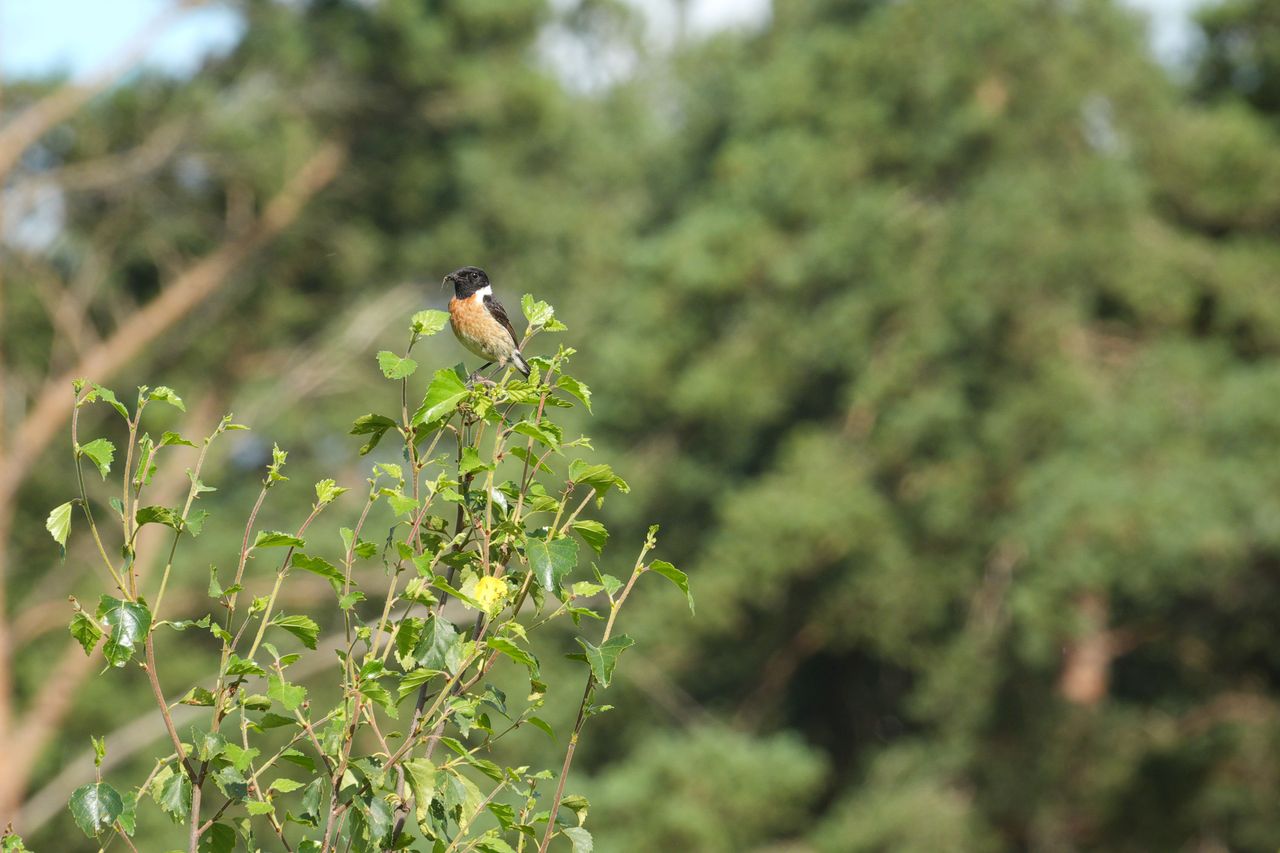 Sony RX10 V bridge camera sample gallery, a stonechat perched on a branch in a nature reserve