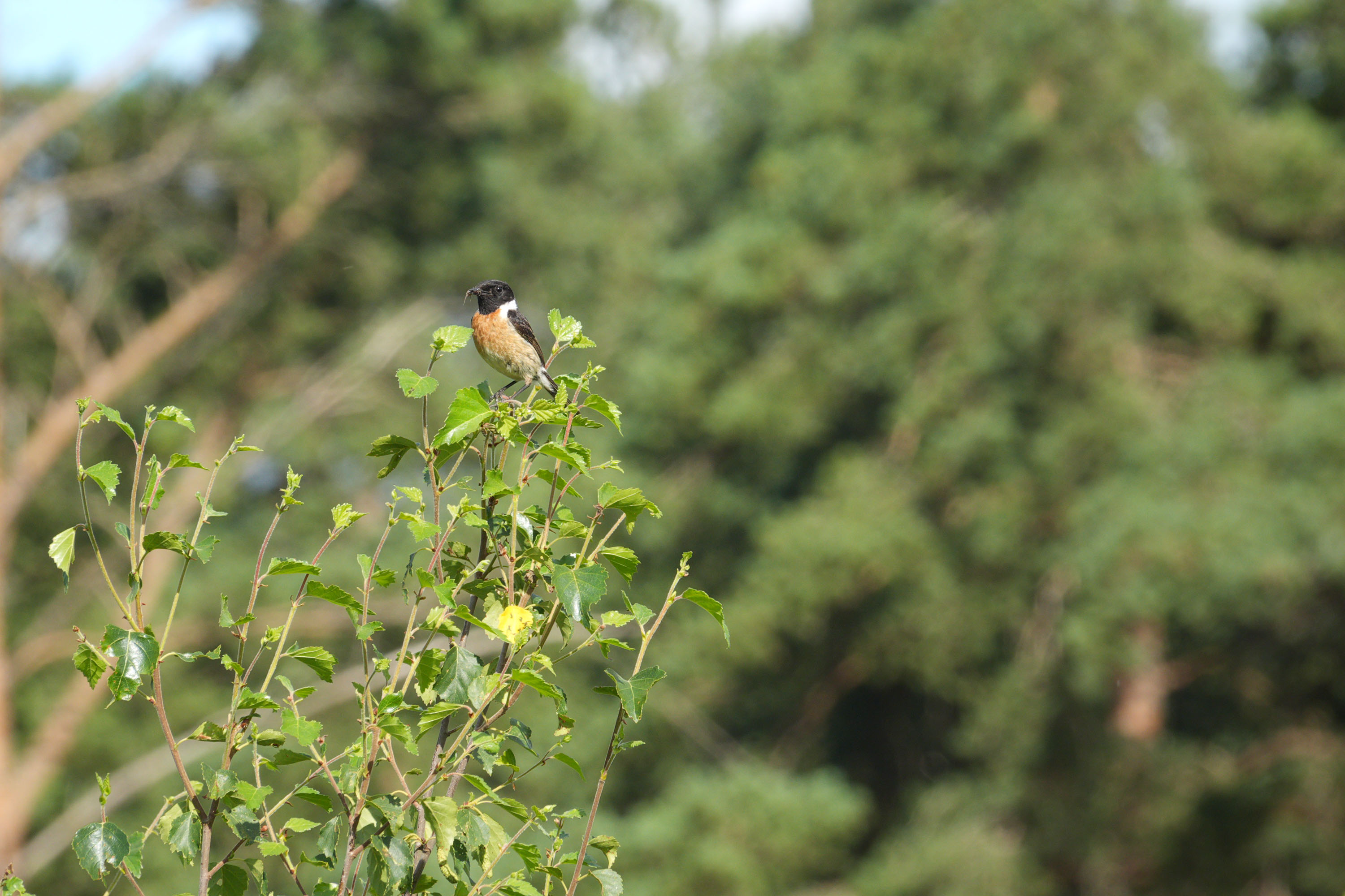 Sony RX10 V bridge camera sample gallery, a stonechat perched on a branch in a nature reserve