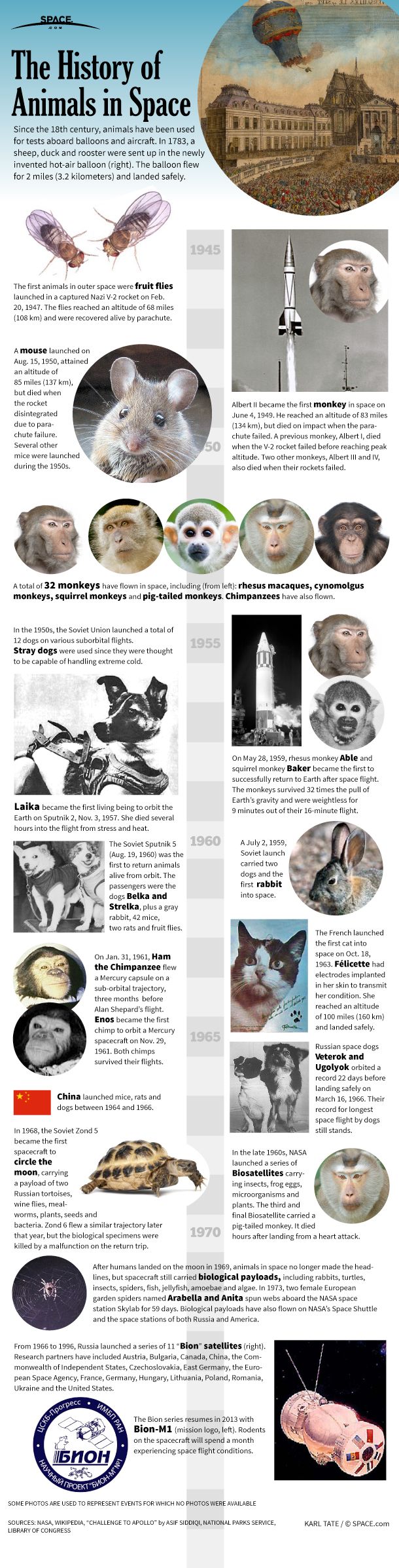 Mice, Flies, Cats, Dogs and Monkeys: The History of Animals in Space  (Infographic) | Space