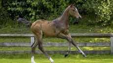 Foal2.png