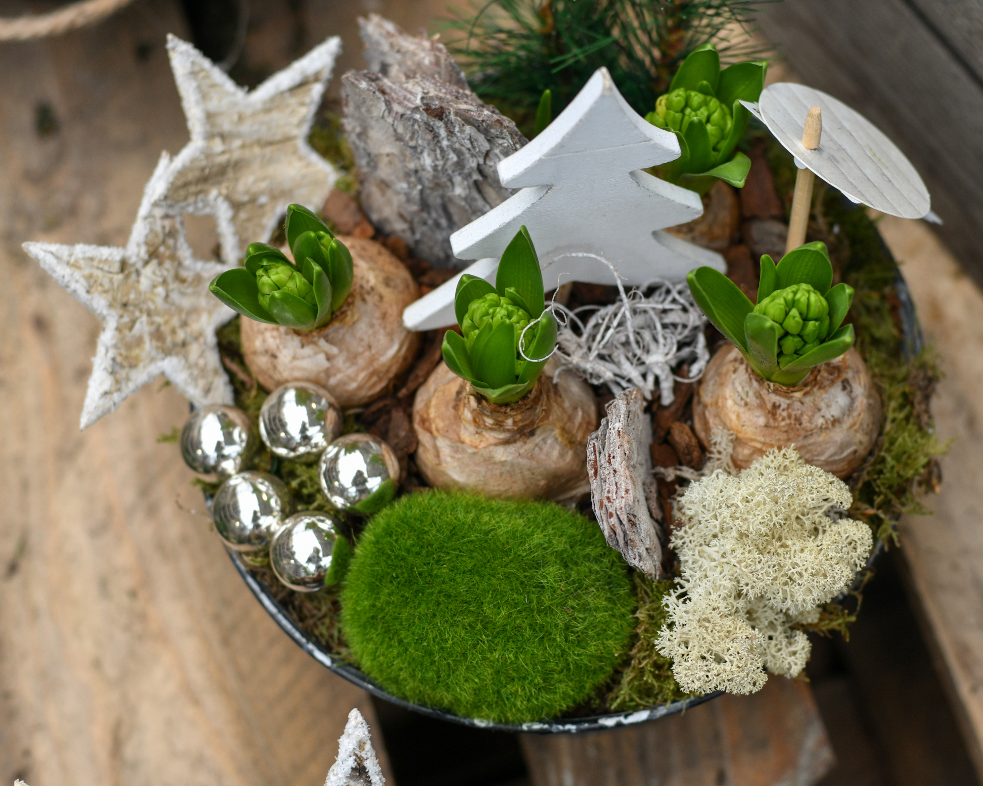 Christmas deocration with forced hyacinth bulbs