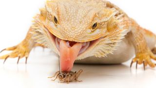 Bearded dragon licking a cricket