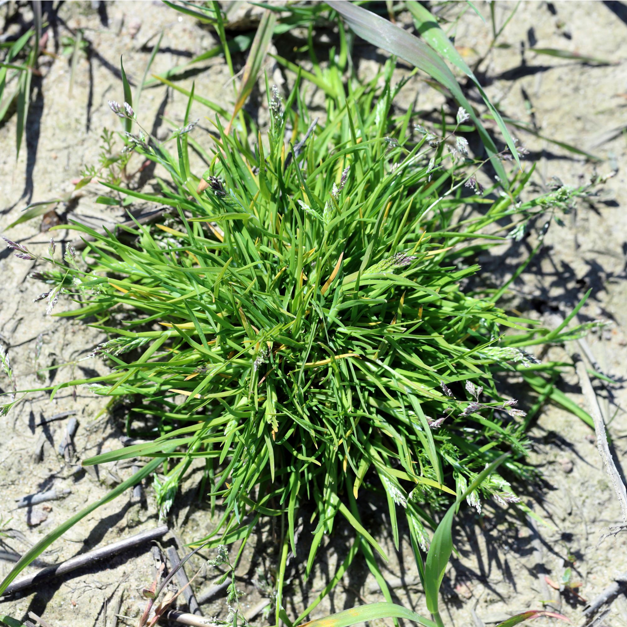 Annual meadow grass patch in dirt