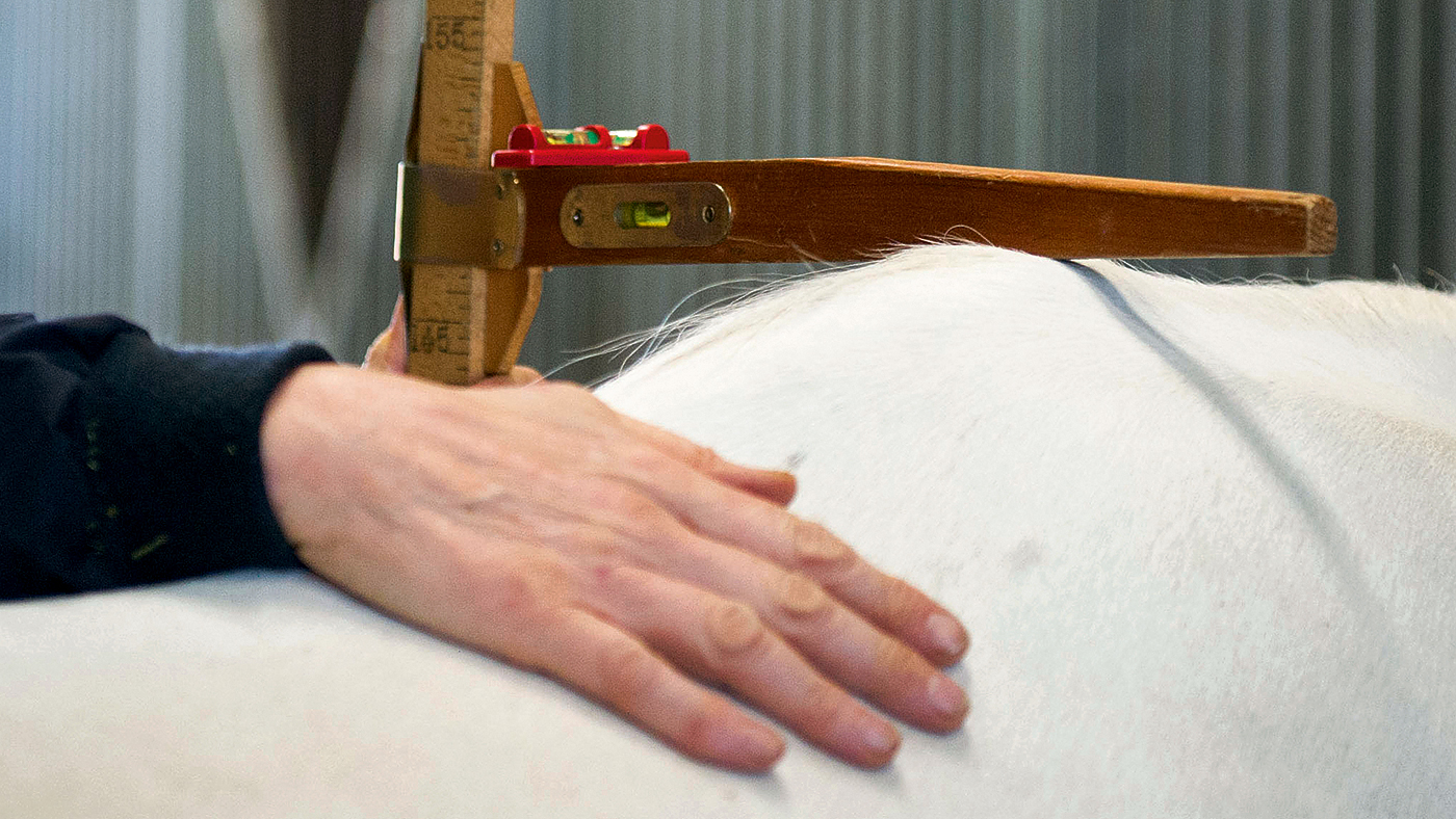 Behind the scenes at Bell Equine Hospital