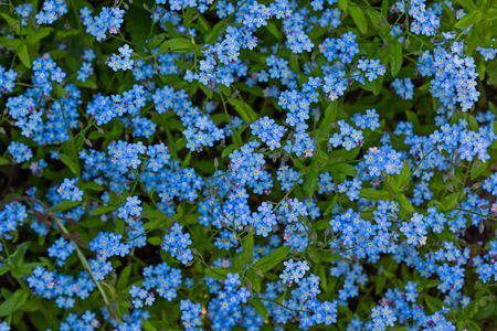 forget me not flowers