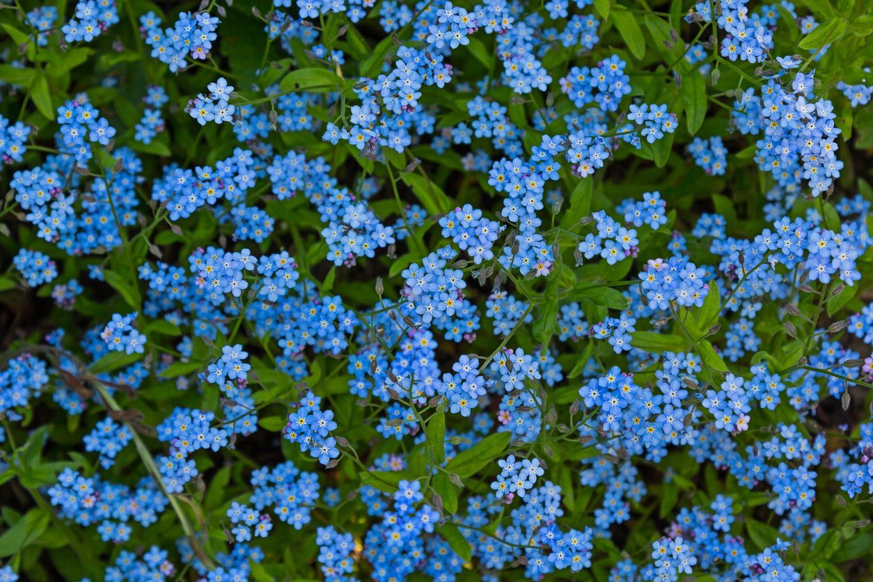 Why Won't My Forget-Me-Nots Bloom - Reasons For No Flowers On