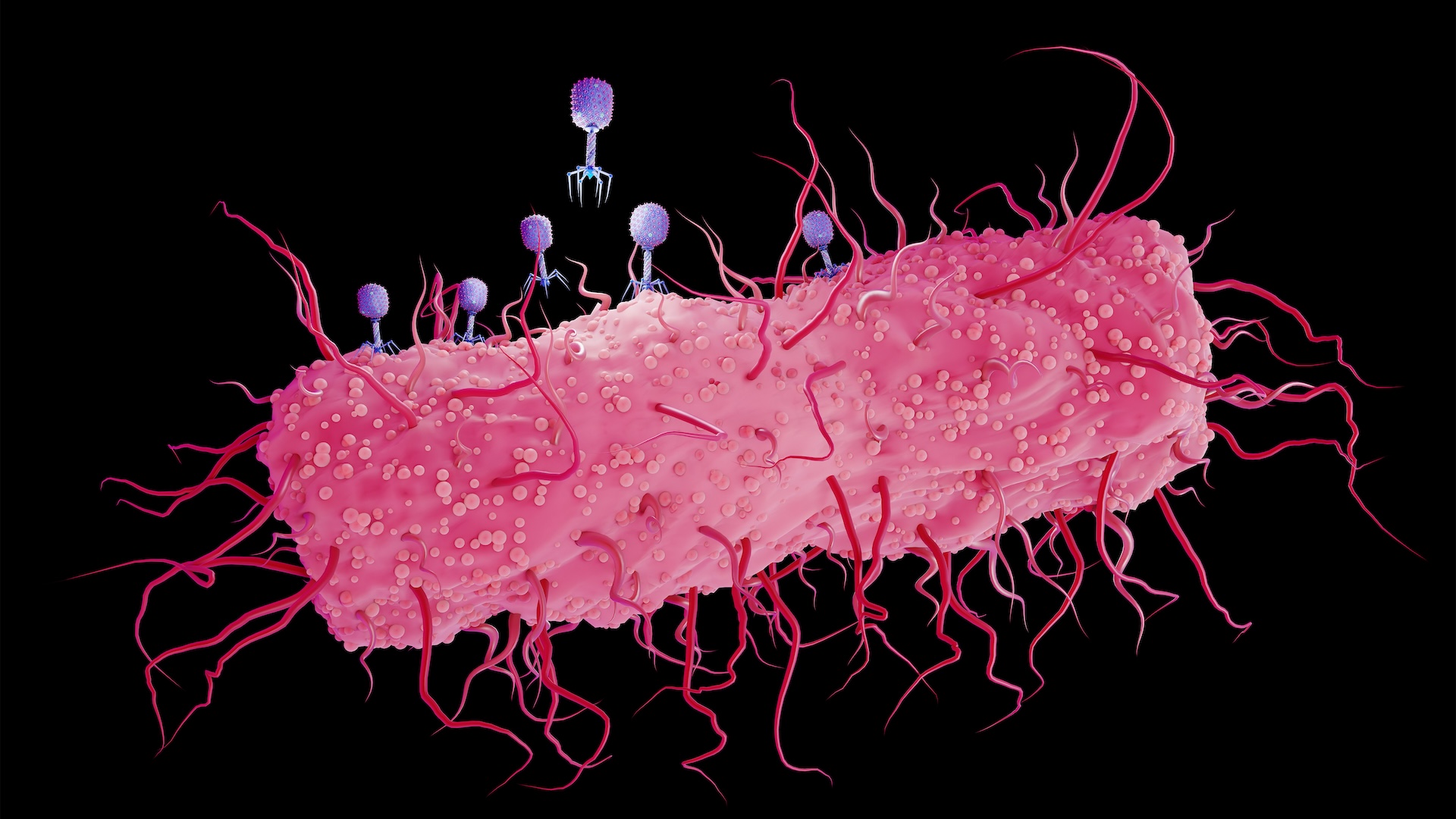 an illustration of bacteriophages attacking a bacterium