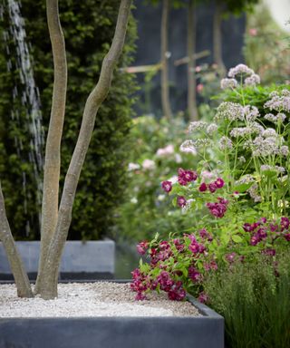 rose garden design with Rosa Purple Skyliner in a modern rose garden by Colm Joseph for RHS Chelsea Flower Show 2019